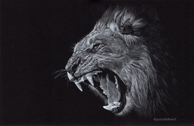 fine art colored pencil on black paper angry lion growl portrait