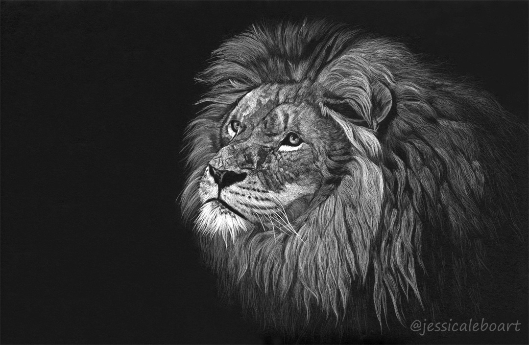 colored pencil white on black paper lion big cat drawing