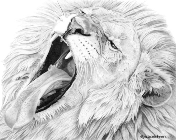 fine art graphite pencil drawing animal lion yawning