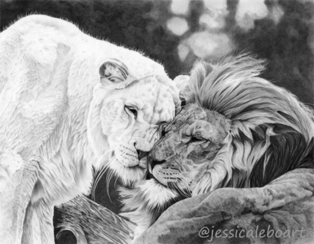 graphite pencil lion couple drawing african animals art