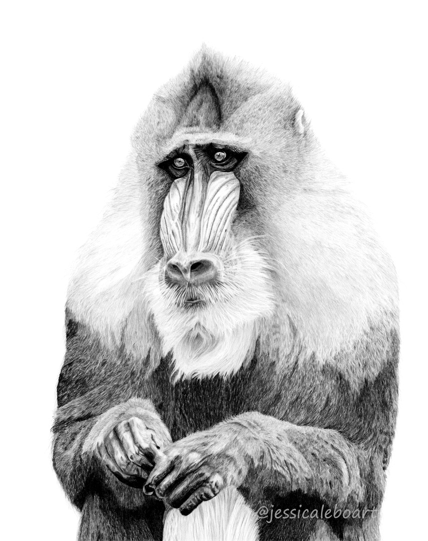 realistic pencil drawing mandrill