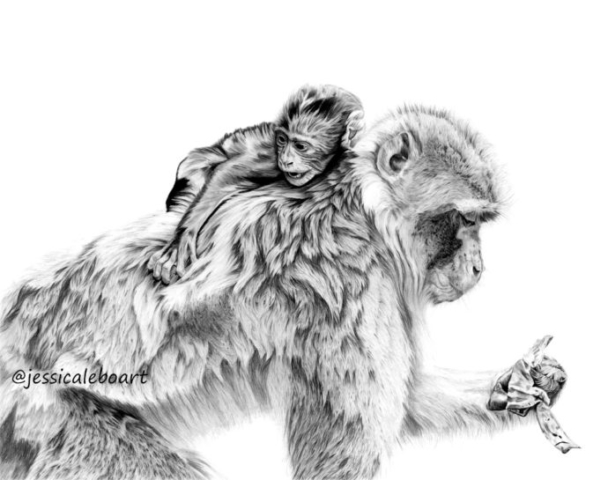 graphite pencil animal drawing monkey and baby artwork