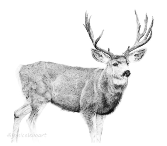 wildlife art realism graphite drawing