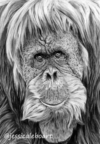 animal art graphite pencil orangutan drawing closeup monkey artwork