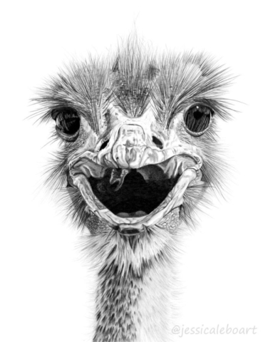 graphite pencil realism drawing bird ostrich emu
