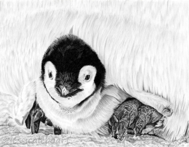graphite pencil realism drawing bird penguin animal