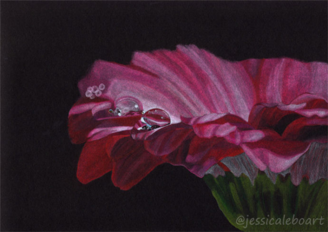 colored pencil on black paper drawing pink flower