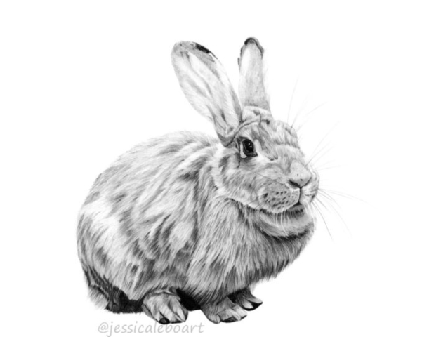 graphite pencil rabbit bunny drawing