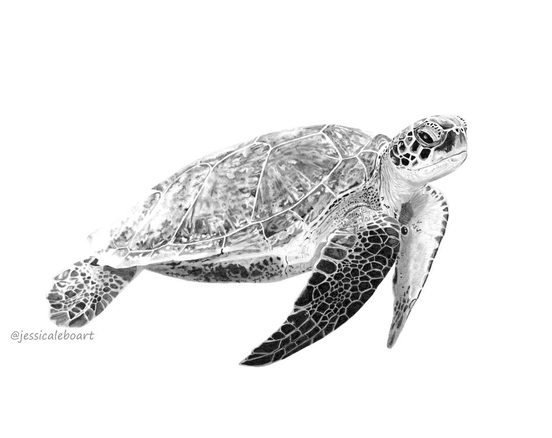fine art graphite pencil drawing animal sea turtle
