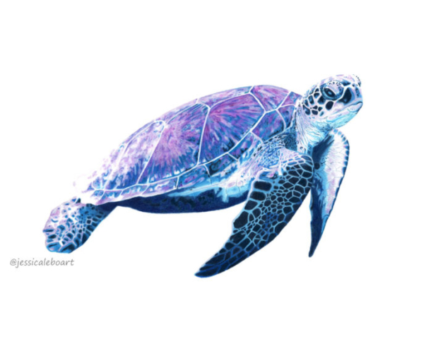 fine art colored pencil drawing animal sea turtle purple and blue