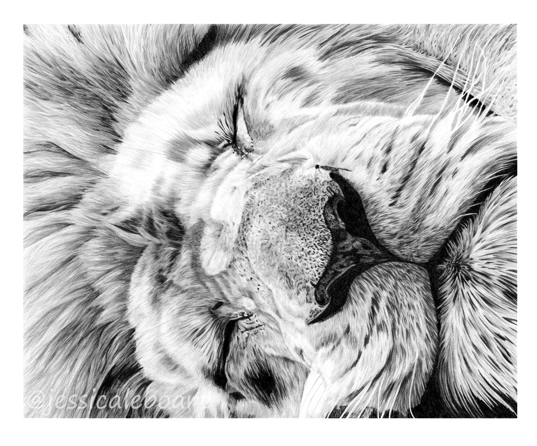 animal art graphite pencil realism drawing sleeping male lion