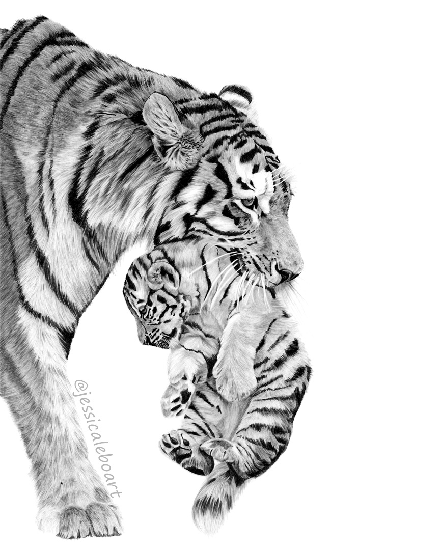 animal art graphite pencil drawing tiger cub and mother