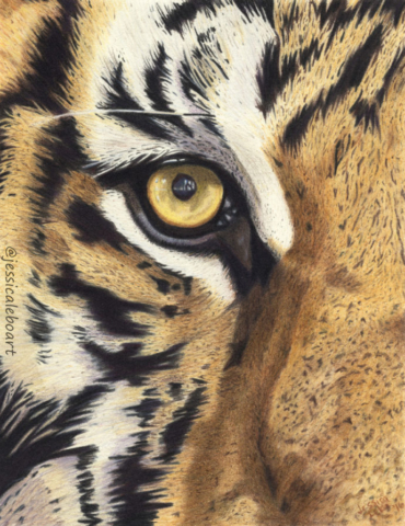 fine art colored pencil drawing animal close up tiger eye