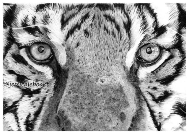 fine art graphite pencil drawing animal close up tiger eyes