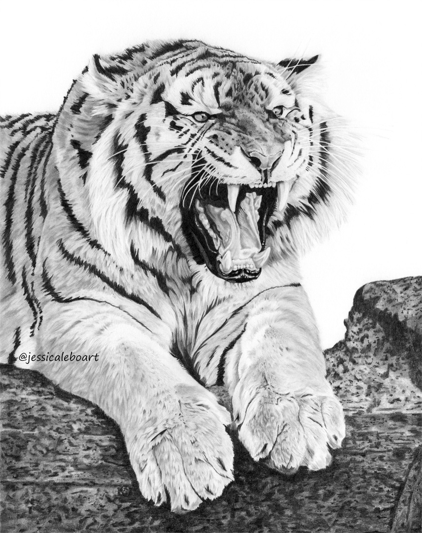 fine art graphite pencil drawing animal tiger growling