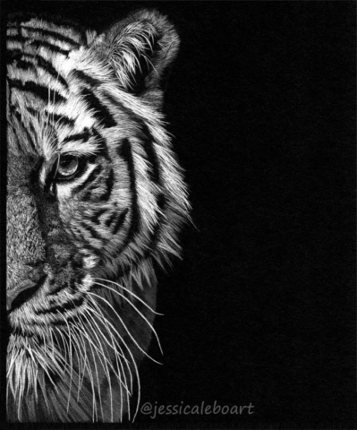 tiger drawing black paper colored pencil white pencil