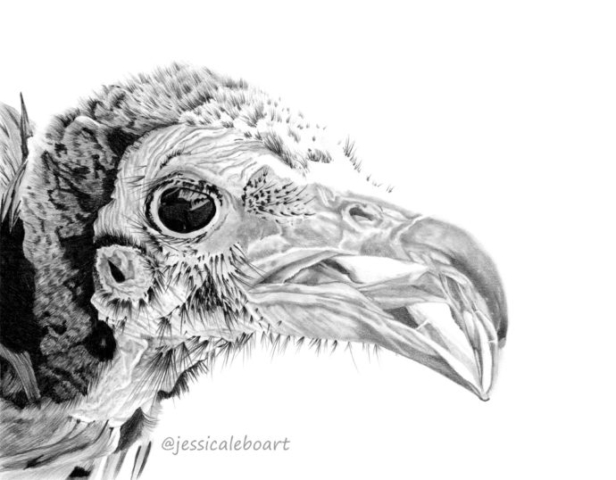 graphite pencil vulture bird drawing