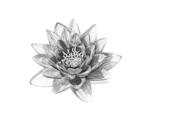 fine art graphite pencil drawing flower water lily