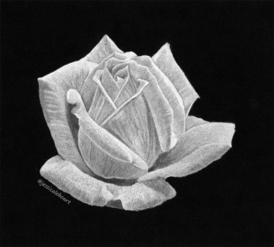 fine art white charcoal pencil drawing on black paper flower white rose