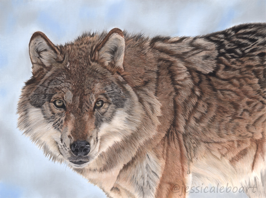 wildlife art painting realism pastel wolf drawing