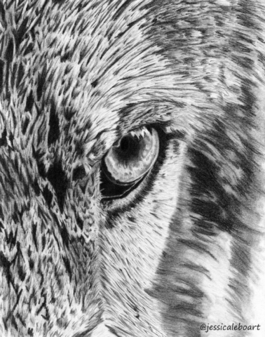 fine art graphite pencil drawing animal close up wolf eye