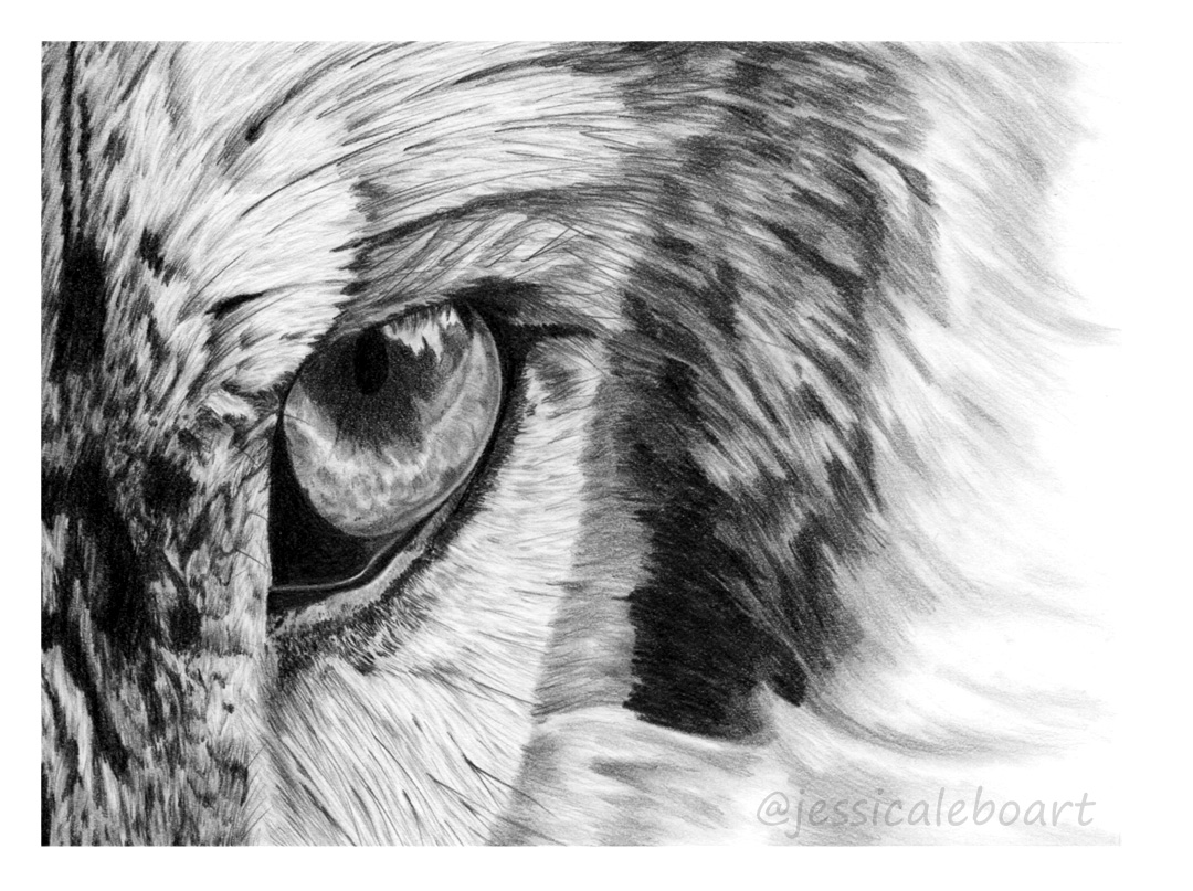 wolf eye pencil drawing graphite