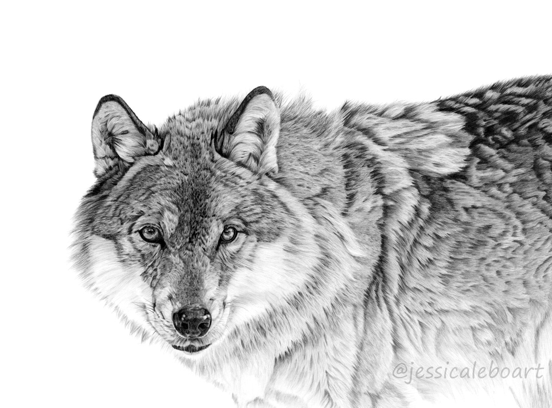 wildlife drawing realistic animal art pencil painting