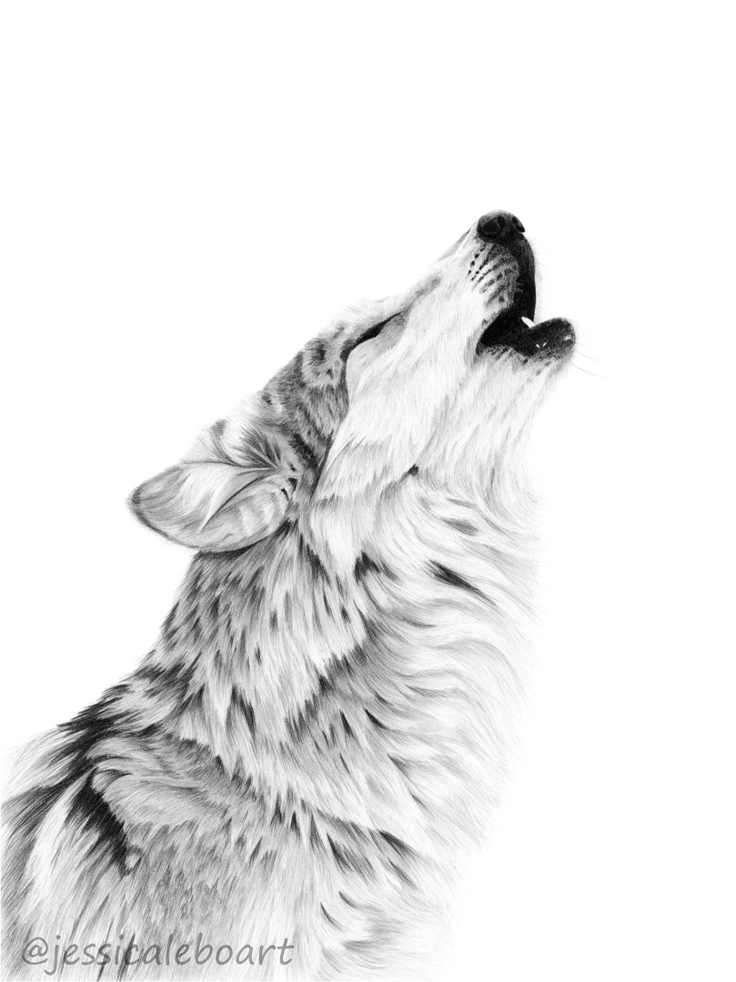 wolf drawing graphite pencil animal art