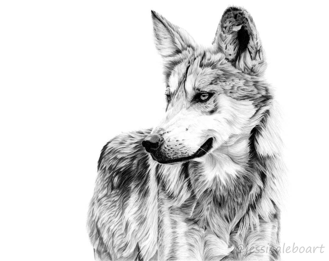 graphite pencil wolf drawing realistic fine art animal