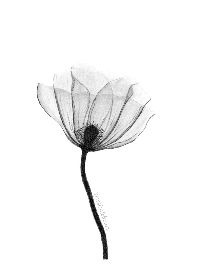 fine art graphite pencil drawing flower x-ray poppy