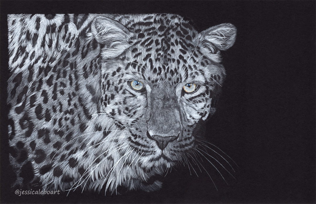 fine art colored pencil drawing on black paper leopard at night