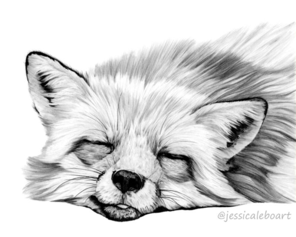 sleeping fox graphite pencil animal drawing
