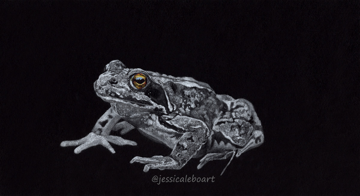 white colored pencil on black paper drawing frog with colored eye