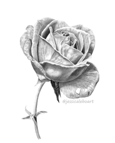 graphite pencil drawing rose with stem