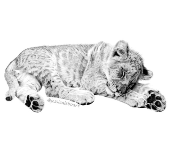 graphite pencil lion drawing sleeping cub fine art