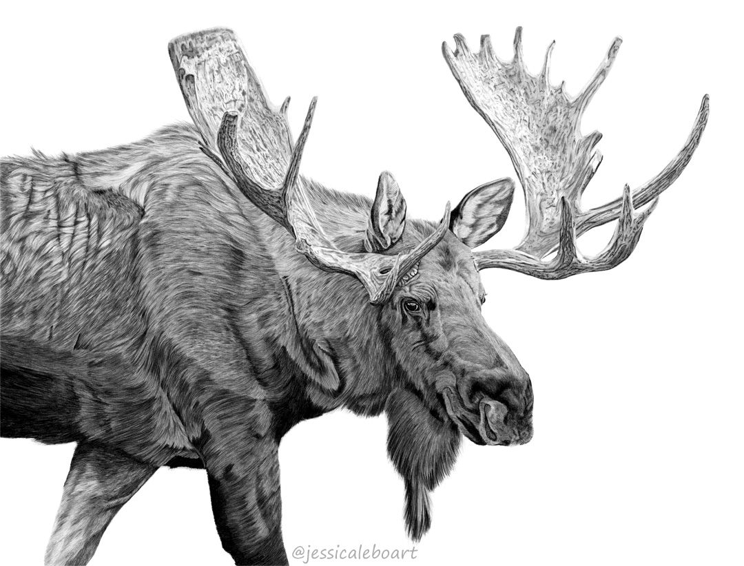 graphite pencil animal art drawing bull moose