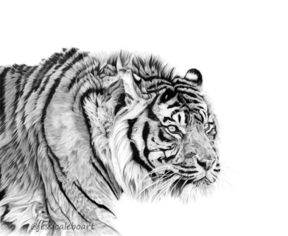 animal art graphite pencil tiger drawing big cat artwork