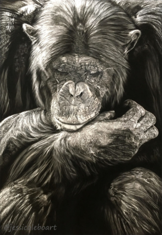 pastel realism wildlife drawing chimpanzee