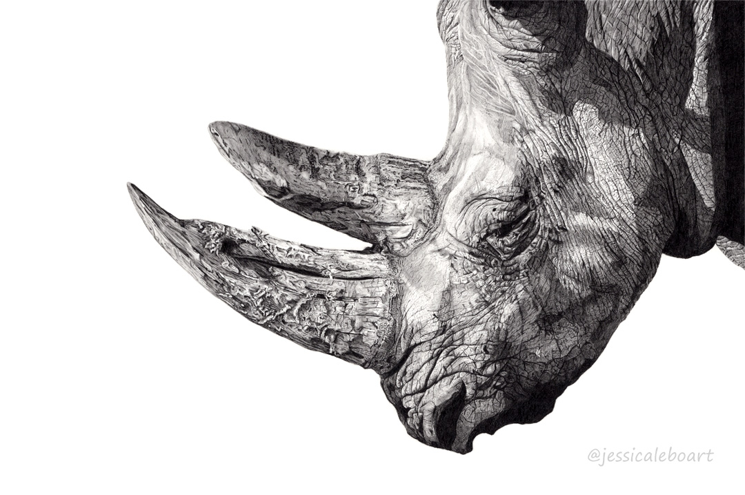 graphite pencil animal drawing realistic wildlife