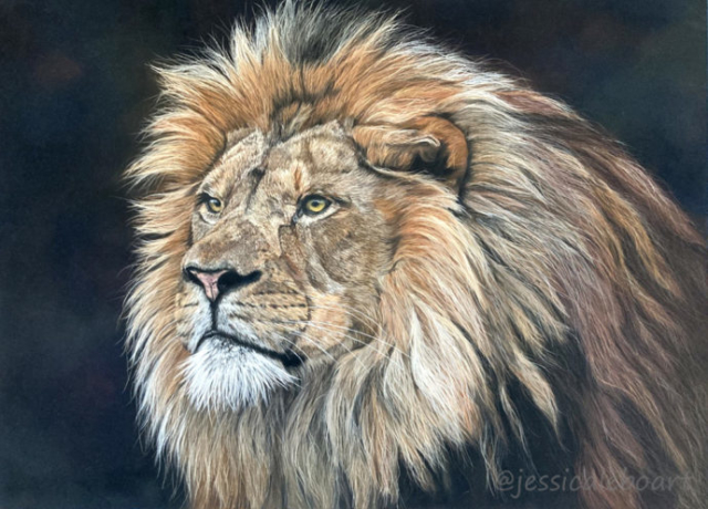 pastel drawing realistic lion animal wildlife artwork