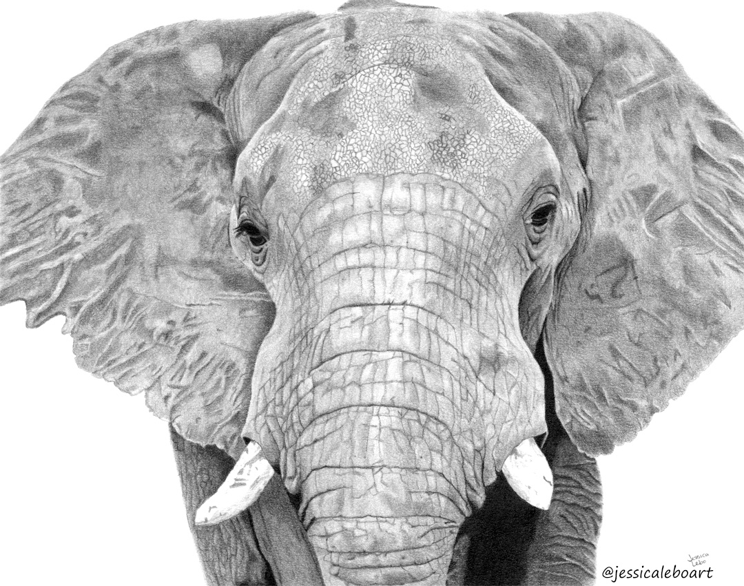 fine art graphite pencil drawing animal elephant